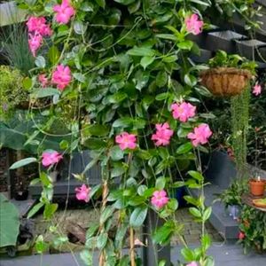 Mandevilla Pink Color With Healthy Root