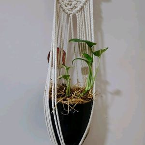 Plant Hanging