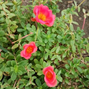 Portulaca Plant