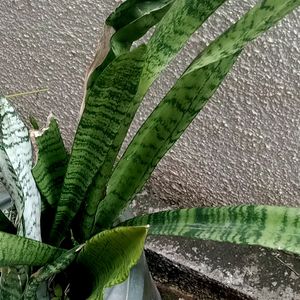 Real Snake Plant