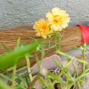 Portulaca Plant Combo Of 2 Colours Pink/Yellow