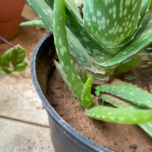 Baby Aloe Vera Plant