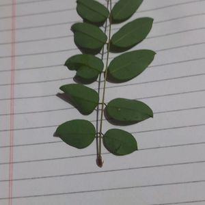 Neelamari Or Indigo Plant Leaves