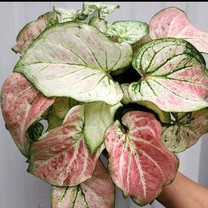 Combo Of Three Thai Caladium