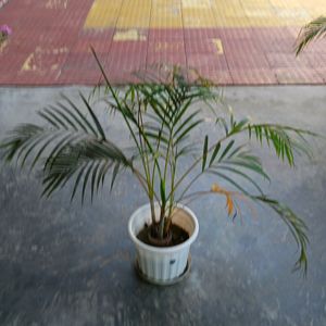 Areca Palm Three Shoots