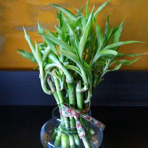 Lucky Bamboo with Glass Pot