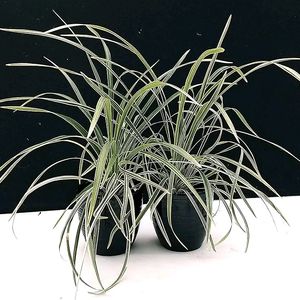 1 Spider Plant In White Pot