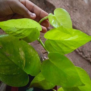 Neon Blushy Money Plant With Pot