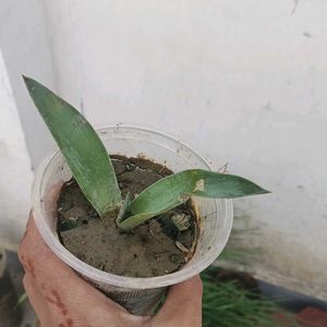 Small Agave Attenuata Plant