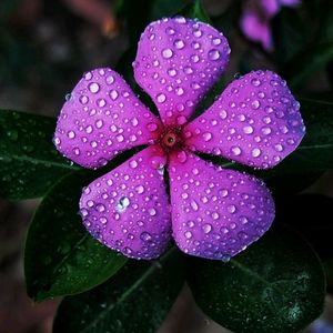 Pink Vinca Plant