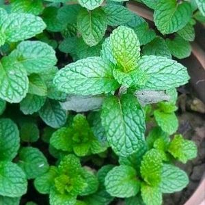 Mint Plant