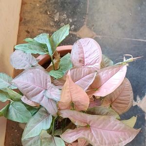 Pink Syngonium Plant