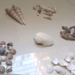 Sea Shells And Accessories