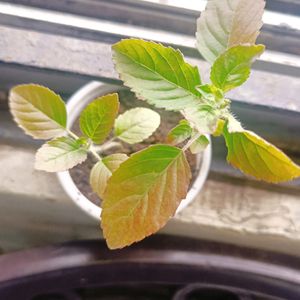 Tulsi plant