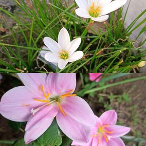 2 Variety Rain Lily