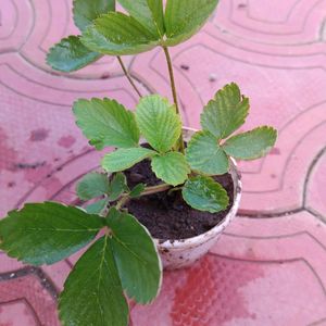 Strawberry 🍓 Live Plant