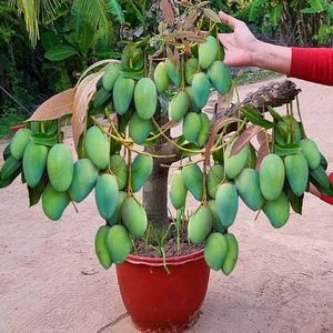 💥All Time Mango Plant