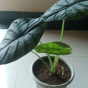 Alcosia Silver Dragon Live Plant