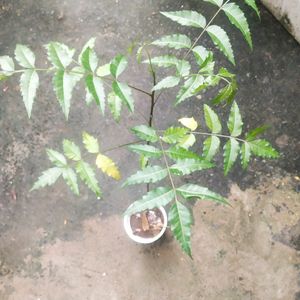 Healthy Neem Plant With Root