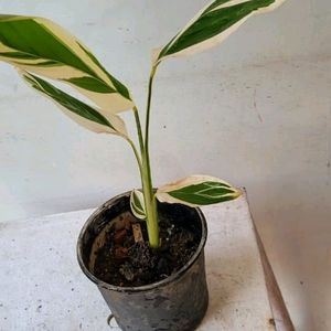 Never.. Plant 🌵& Pot