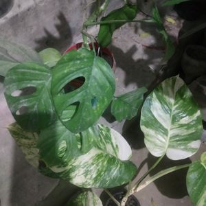 Combo 2  Big Leaf Phothos Mony Plant + Monestera