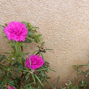 3-Flowering Live Plant Saplings