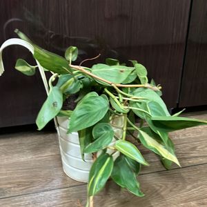 Pothos Plant