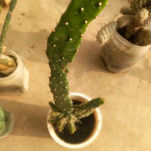 Combo Of 4 Variety Cactus Plant With Root