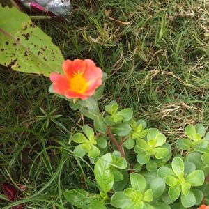 Orange Portulaca Flowering Plants