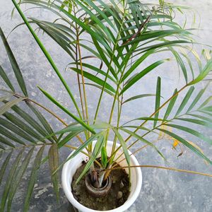 Areca Palm Three Shoots