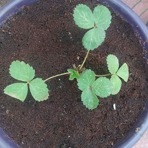 Strawberry Plant Live