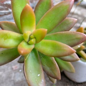 Green Succulent Without Pot Cutting