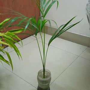 Areca Palm 2.7'