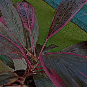 Cordyline Fruticosa Plant Big Size Same As Shown