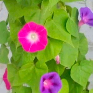 Mix Color Morning Glory Seeds