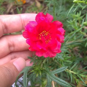 Portulaca Cuttings