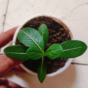 Sadabahar/Vinca Flower Plant