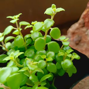 Aralia And Sadabhar Plant Well Rooted
