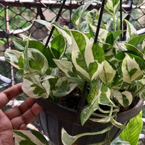 Njoy Pothos Plant