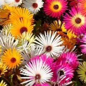 Ice Plant And Marigold Yellow Seeds