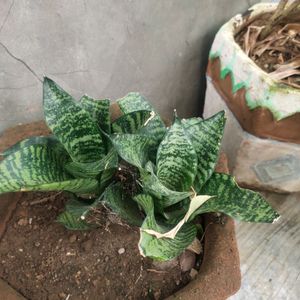 Money Plant Alovera