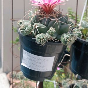 Mammliya CACTUS