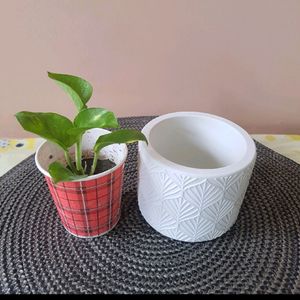 One Planter & Free Plant