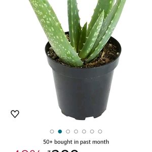 Aloevera Plant🌱 With Roots