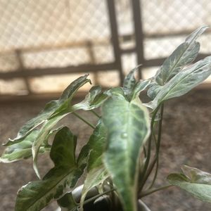 Very Rare Starlite Syngonium Verigated Rooted Plnt