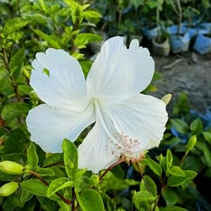 White Hibiscus Gudhal Pack Of 3