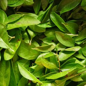 Mehendi Leaves