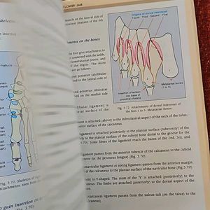 Human Osteology IB Singh