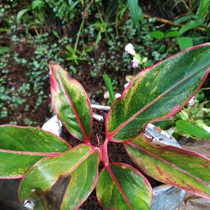 Aglaonema Plant