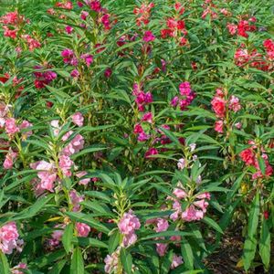 Balsam Live Plant (Pack Of 5 Multi Color)